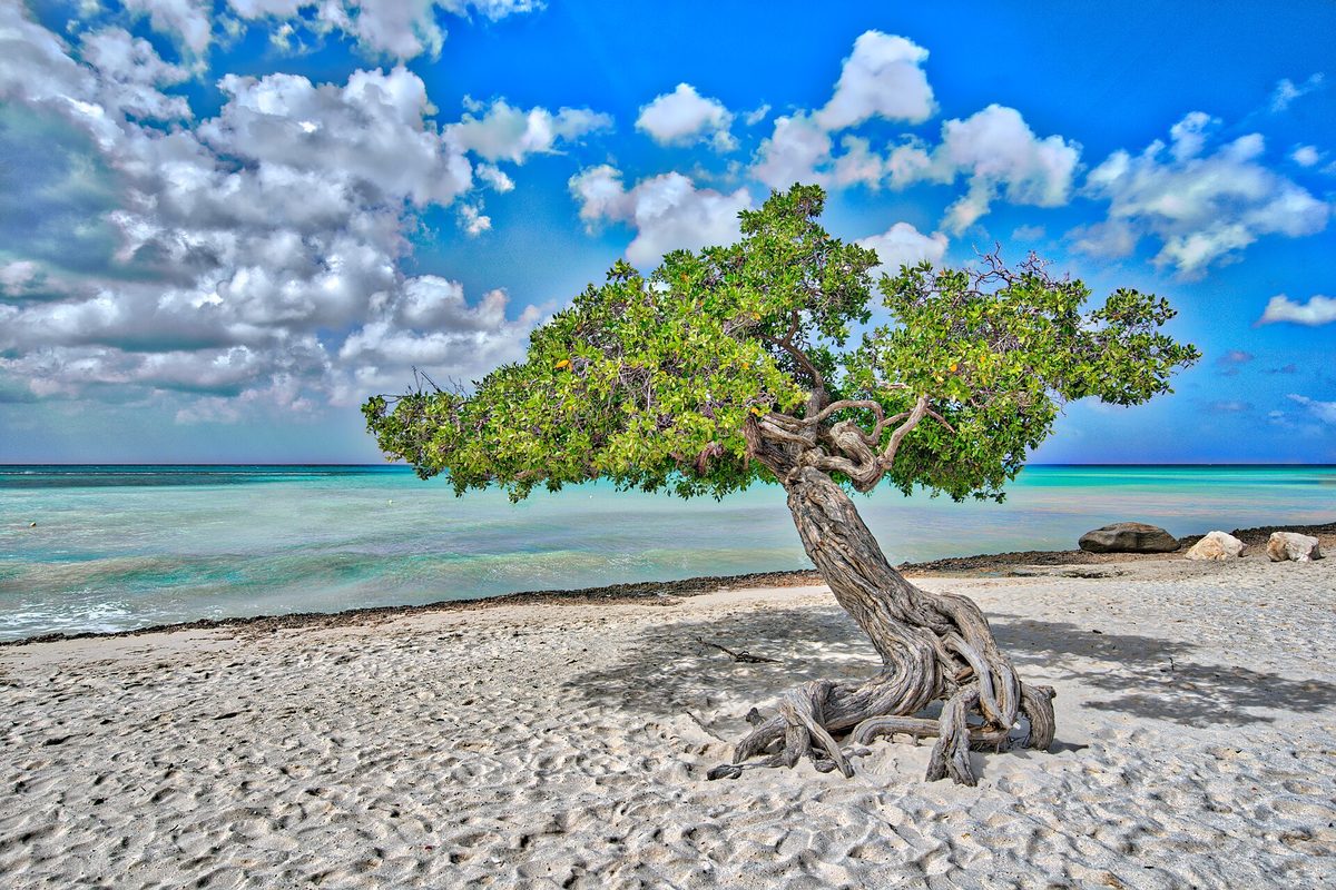 A wind-bent divi-divi tree on the Aruba coast, the island's natural landmark