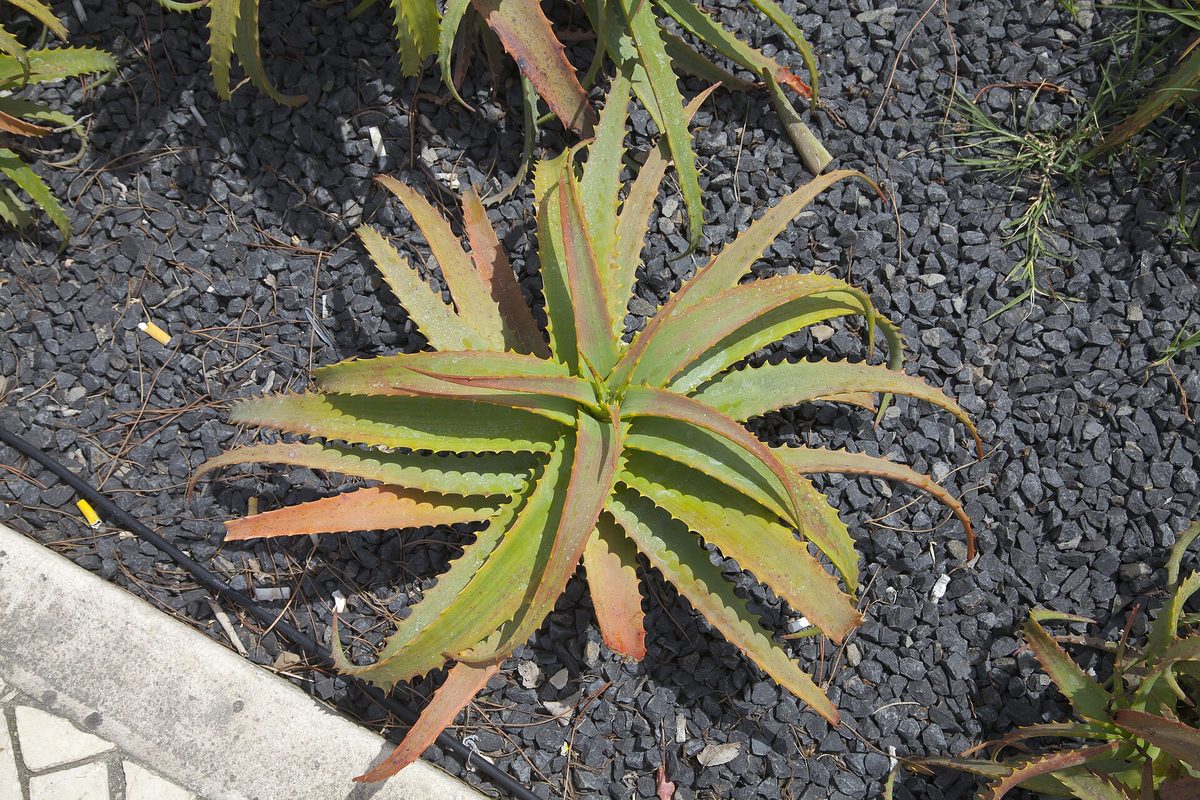 Aloe plants growing outdoors in the sun, the kind of succulent at the heart of aruba aloe