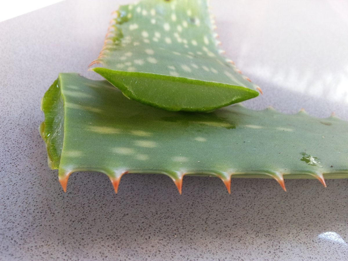 Aloe vera leaf cut open to reveal the clear, soothing gel inside