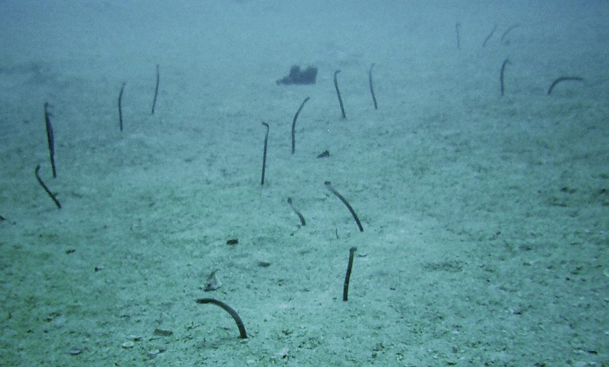 Garden eels and marine life on the sandy seabed beside the Antilla wreck off Malmok, Aruba