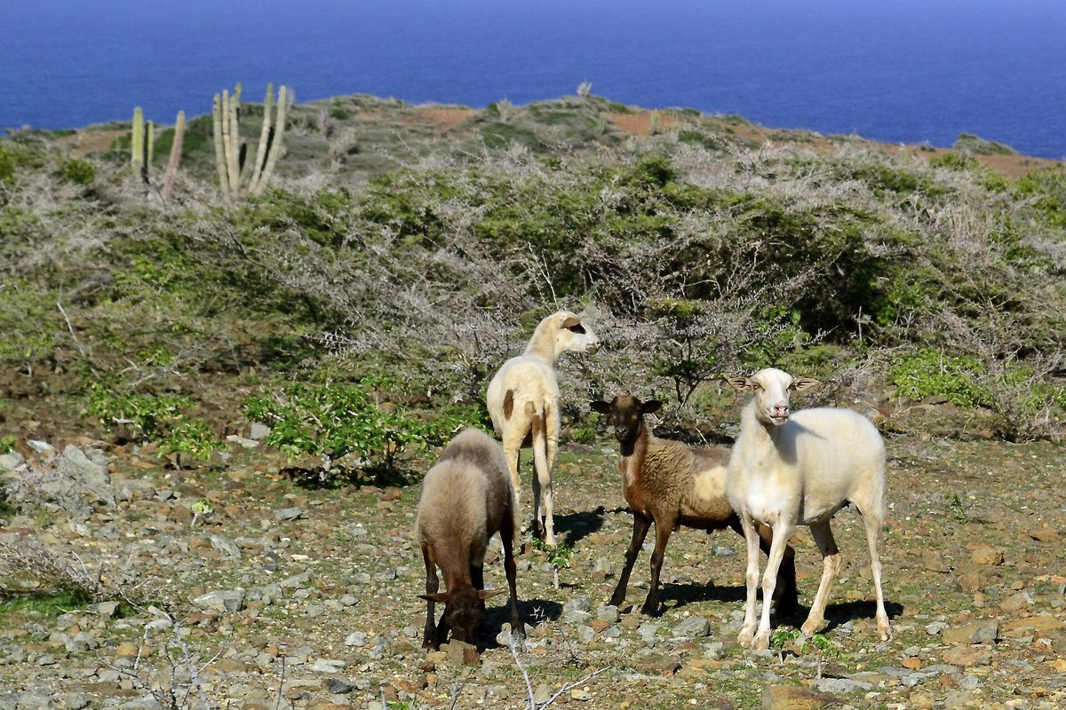 Cacti and rugged desert landscape in Arikok National Park, Aruba