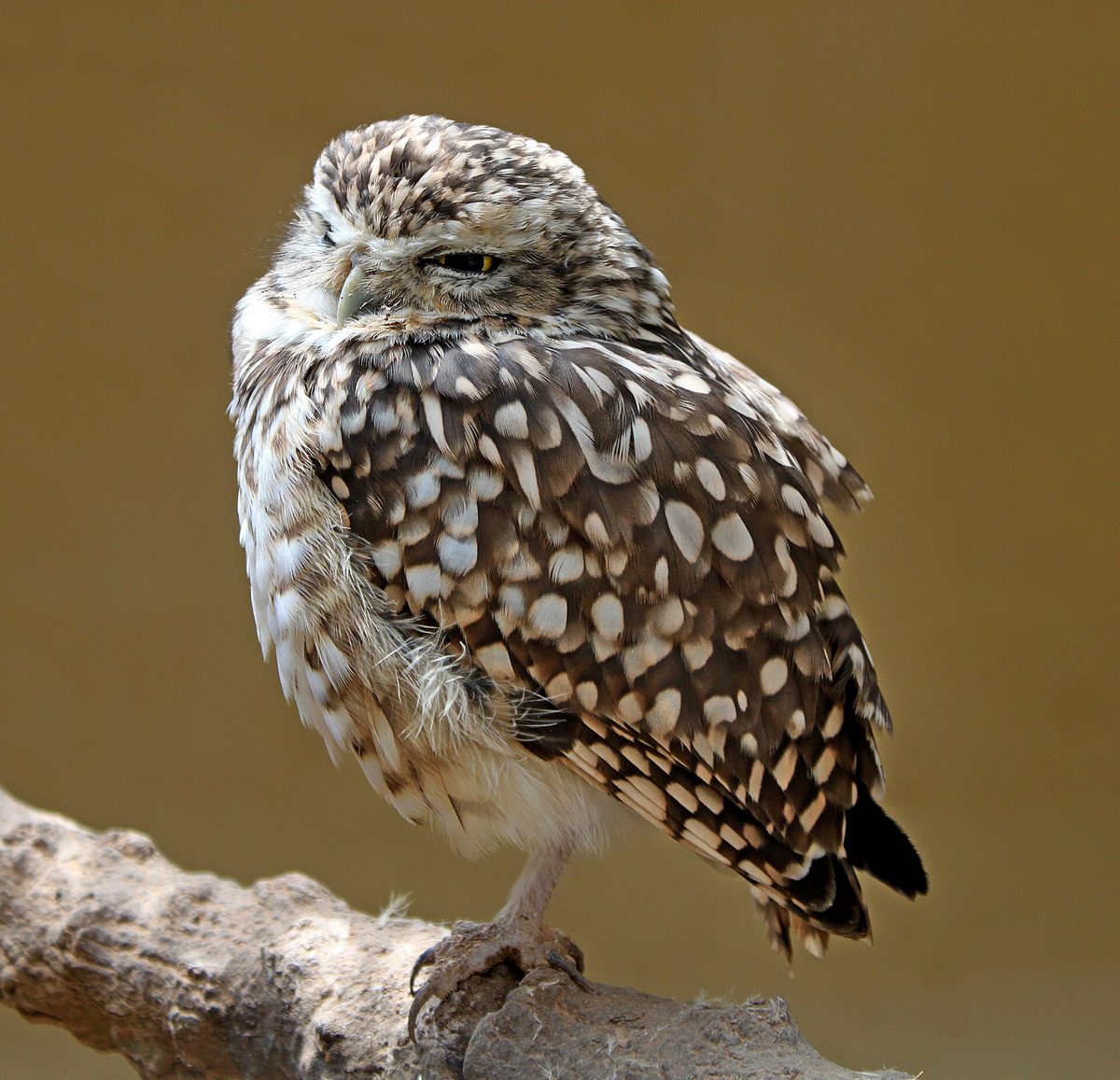 Burrowing owl (shoco), Aruba's endangered national symbol, perched and alert