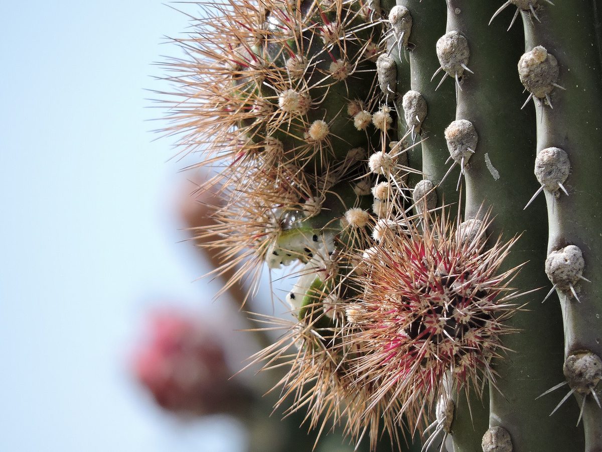 Close-up of a spiny kadushi cactus and its fruit in the Aruba desert