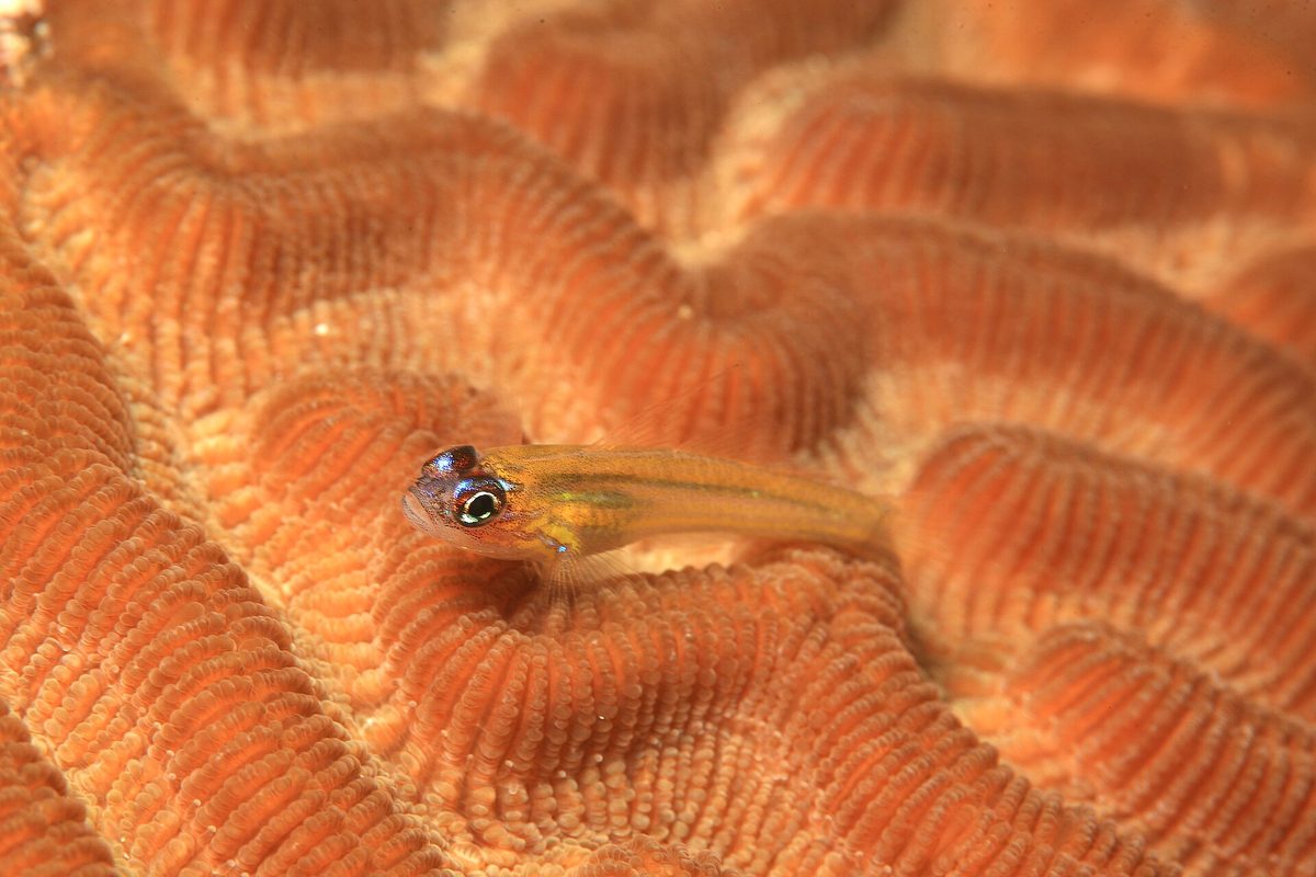 Colorful brain coral and a small reef fish on an Aruba dive site