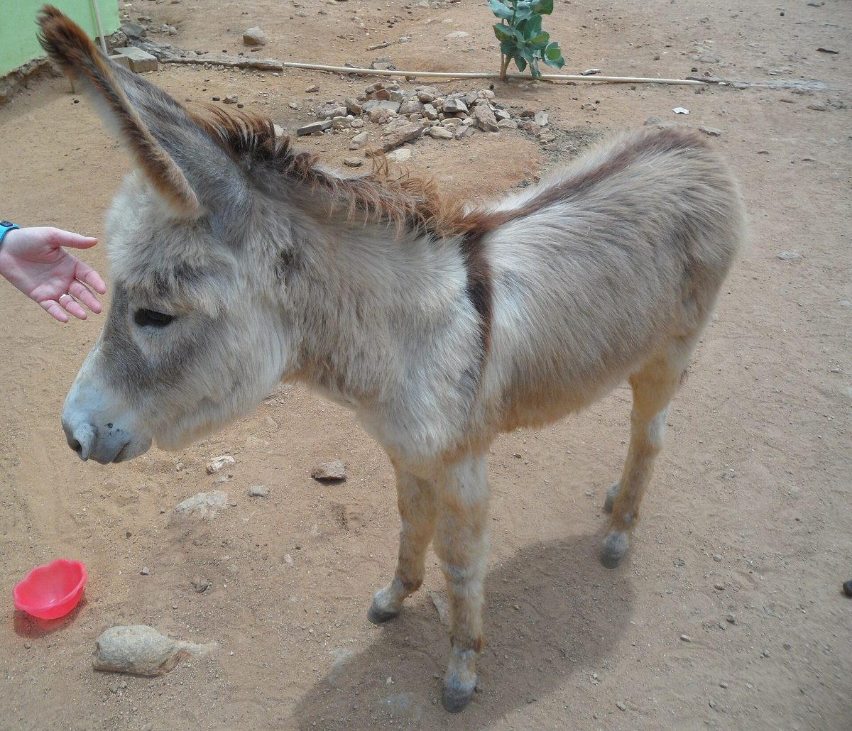 A rescued donkey being hand-fed at the Donkey Sanctuary in Aruba