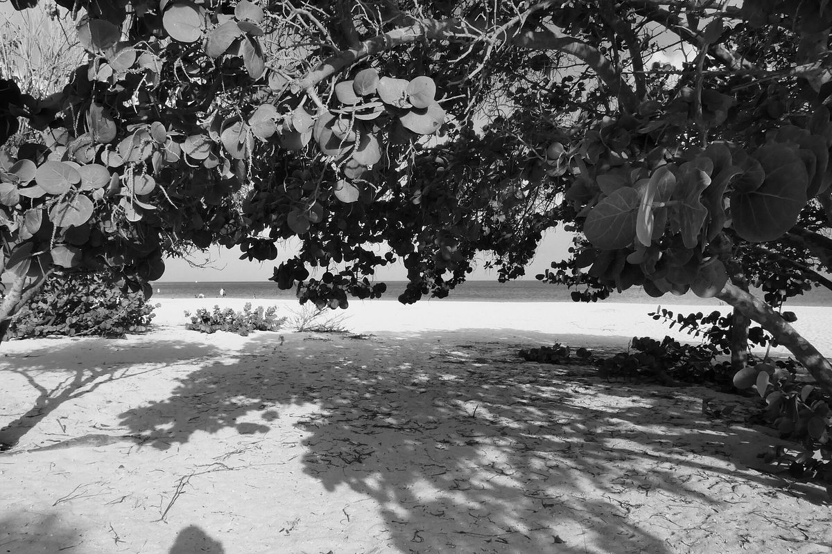 Wide white sand of Eagle Beach, Aruba, home to low-rise resorts