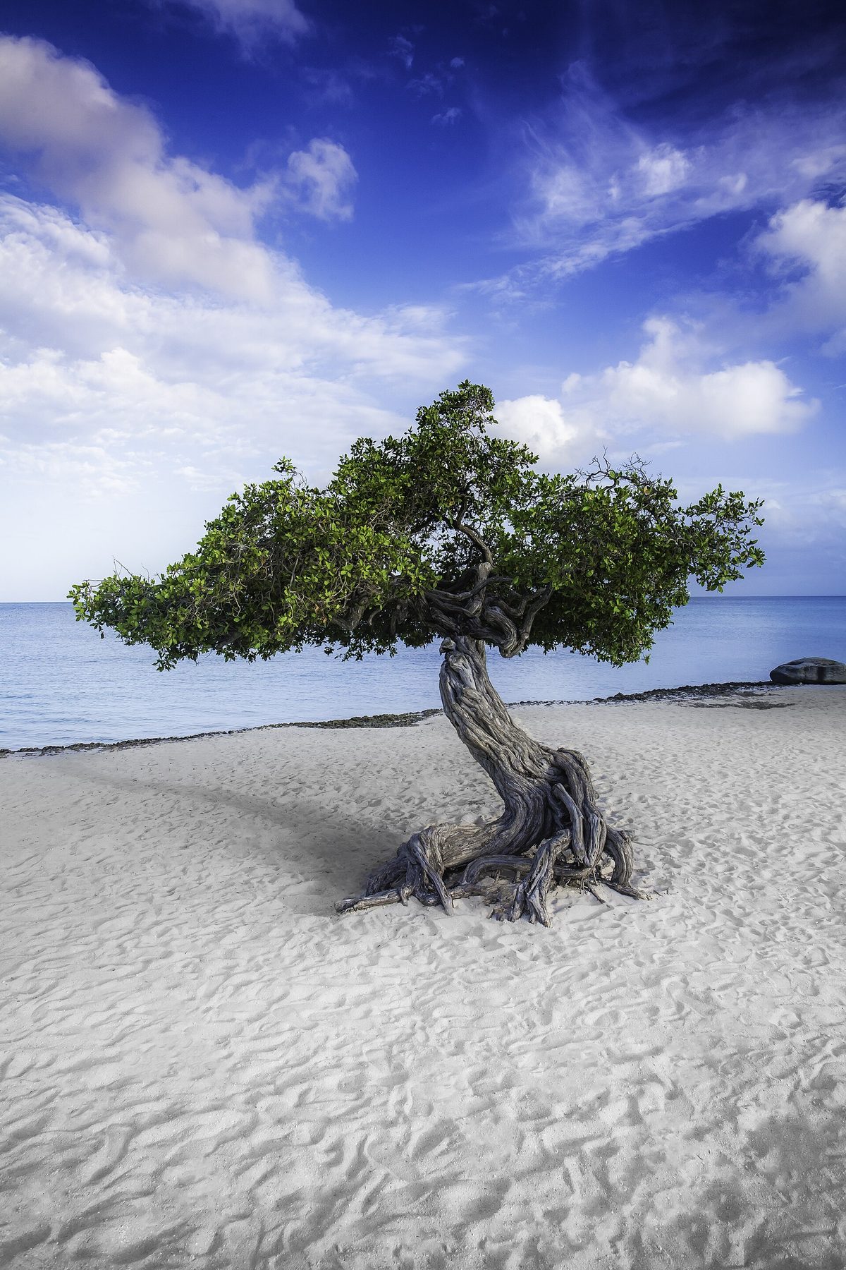 Wide white sand of Eagle Beach in Aruba with a fofoti tree, the most romantic beach for couples