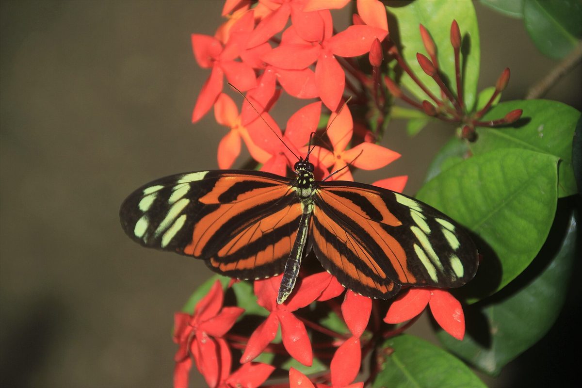 A colorful butterfly at a tropical garden in Aruba, a calm kid-friendly activity away from the beach