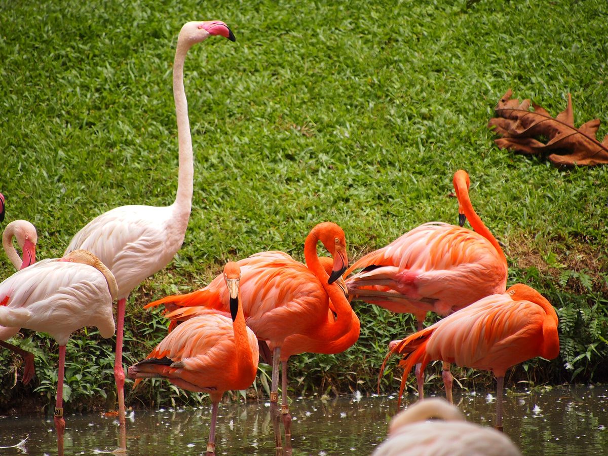 Close-up of vivid pink Caribbean flamingos in shallow water