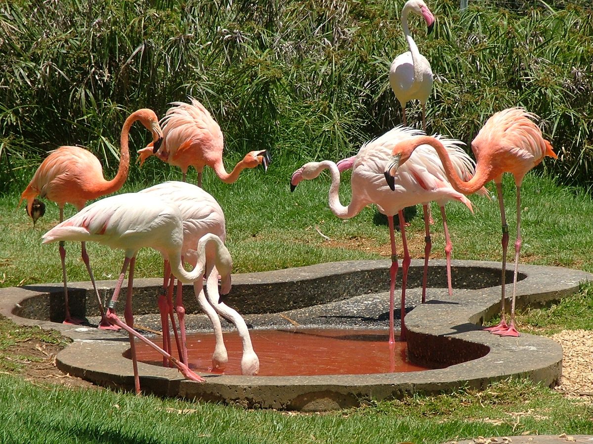 Pink flamingos wading in shallow water, the same species visitors photograph on Aruba's Renaissance Island