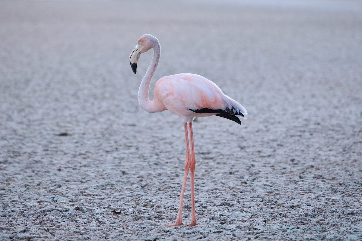 Pink American (Caribbean) flamingo wading on sand, like those at Aruba's Renaissance Island