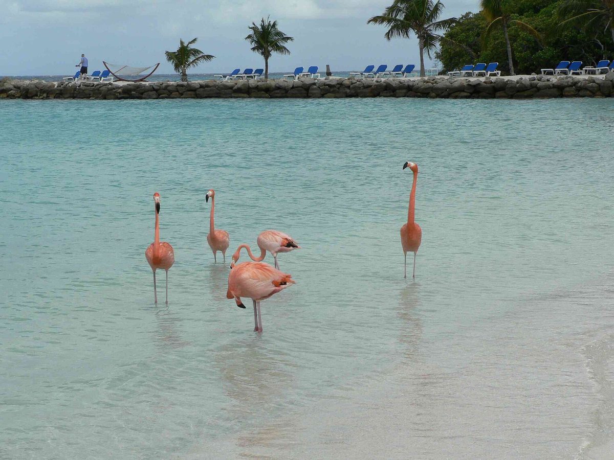 A group of pink flamingos wading in the shallows at Renaissance Island, Aruba