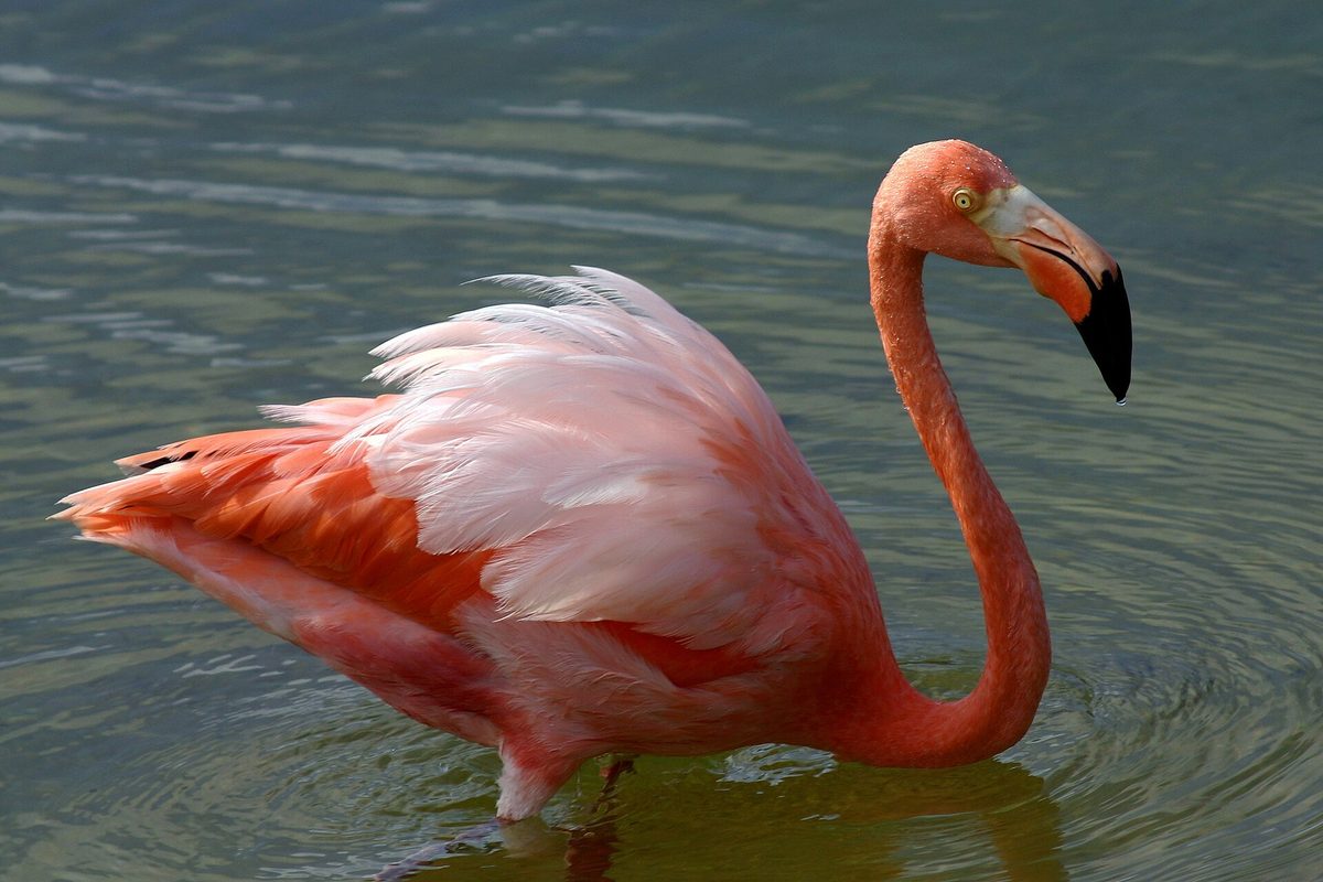A pink flamingo wading in shallow water, like those on Renaissance Island in Aruba