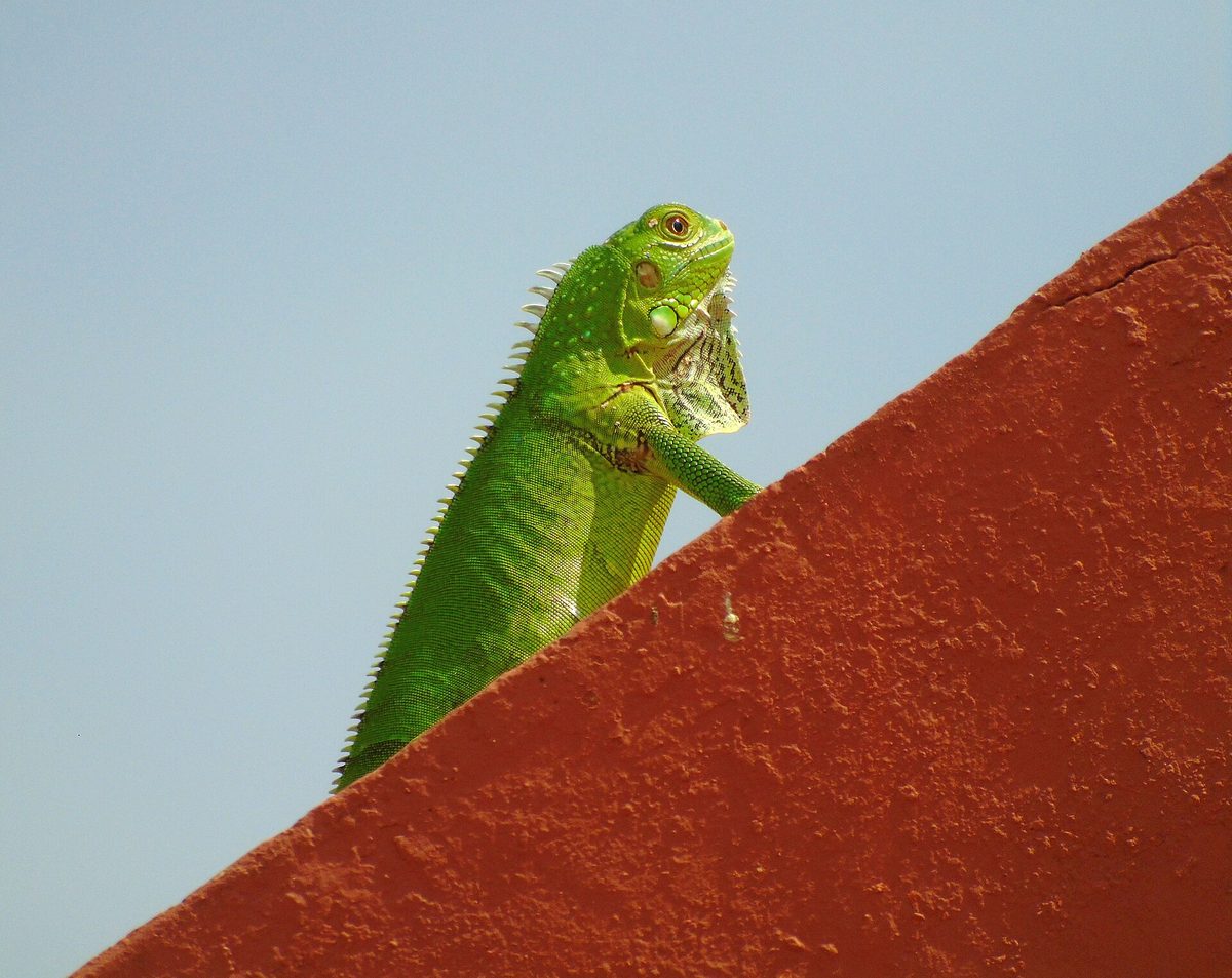 Bright green iguana basking on a wall in Aruba, one of the most common aruba animals visitors spot