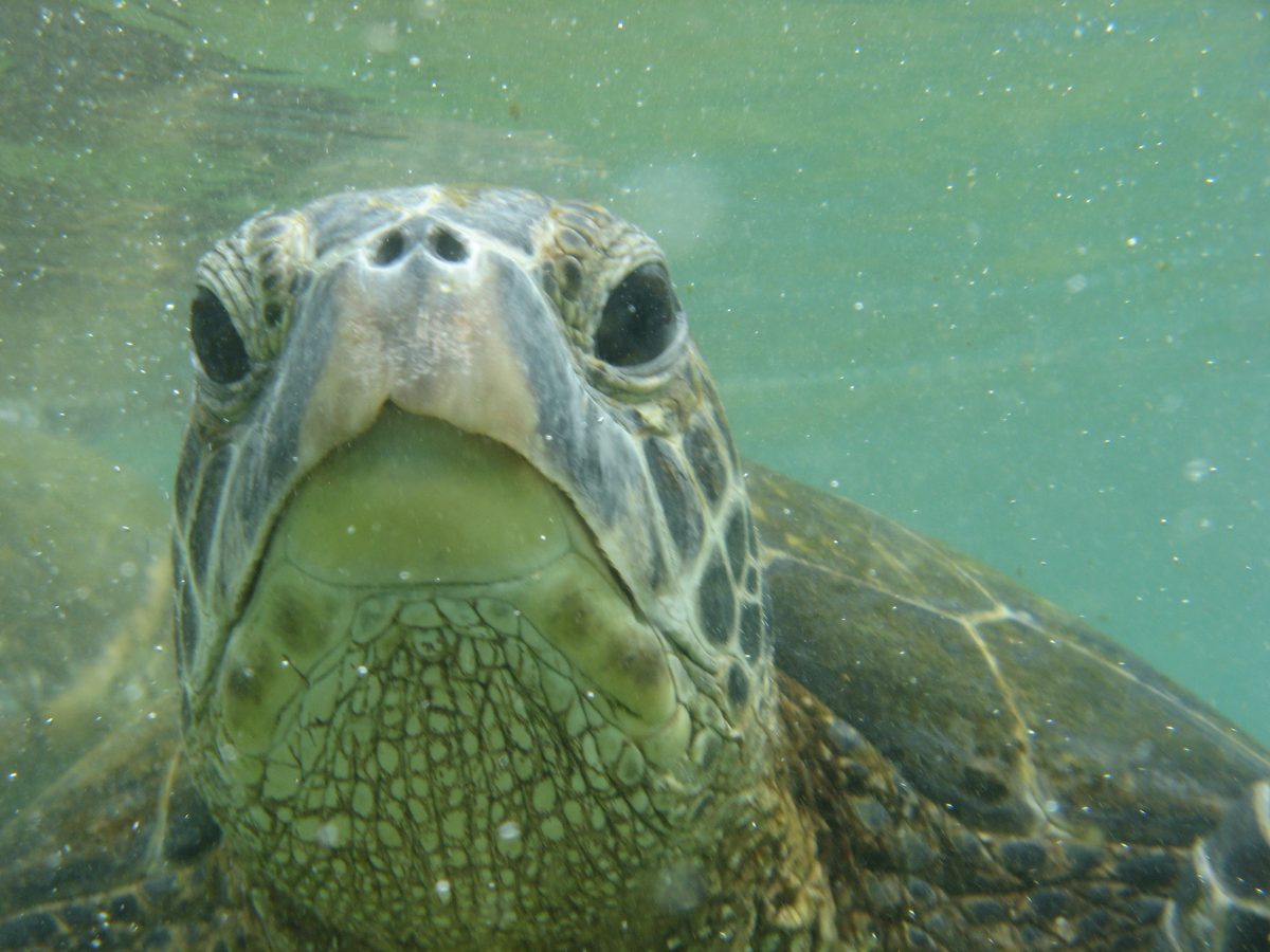 Green sea turtle underwater, one of four sea turtle species that nest on Aruba's beaches