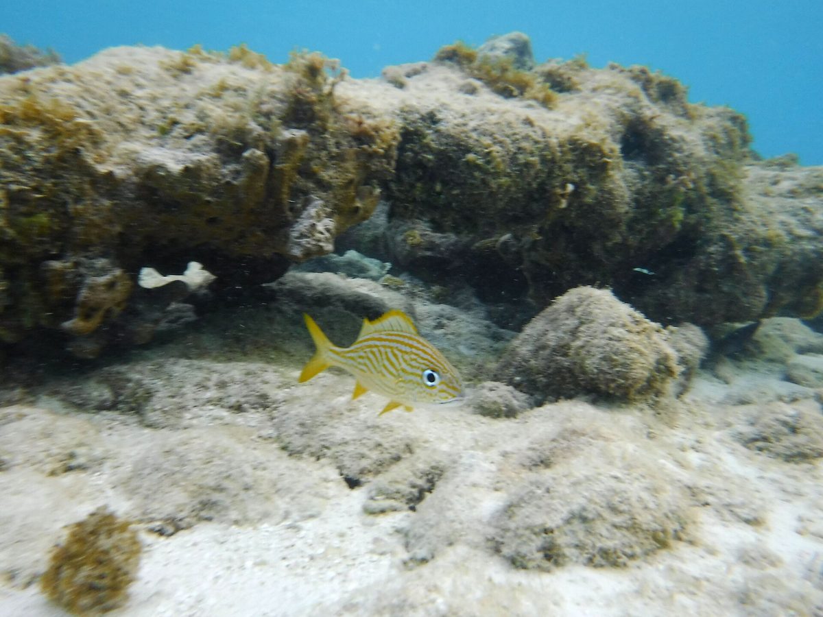 Clear shallow water at Mangel Halto, one of the best snorkeling beaches in Aruba