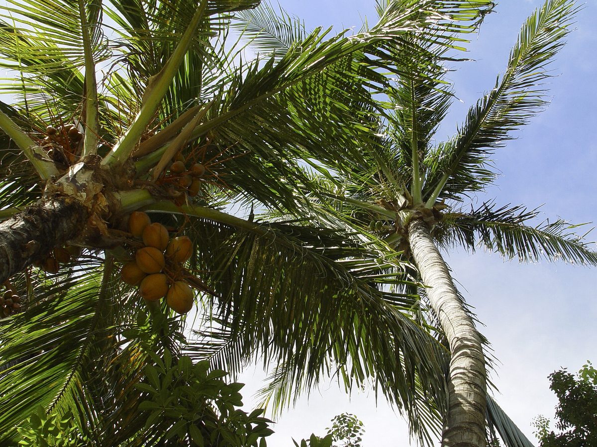 Coconut palm trees against a blue sky in Aruba