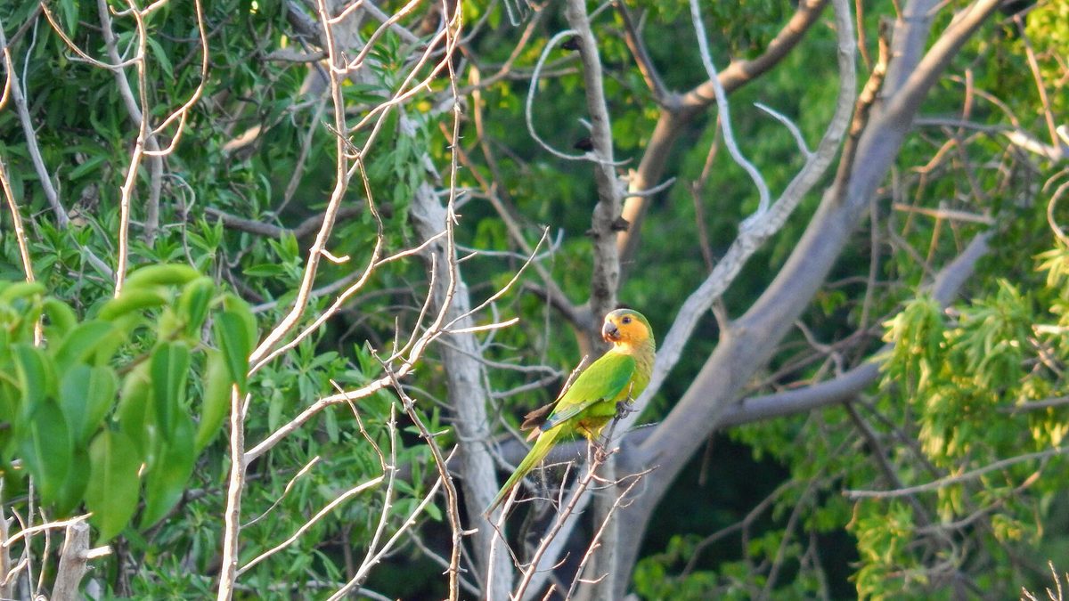 A brown-throated parakeet perched in scrub, the bright green prikichi that is one of Aruba's most recognizable birds