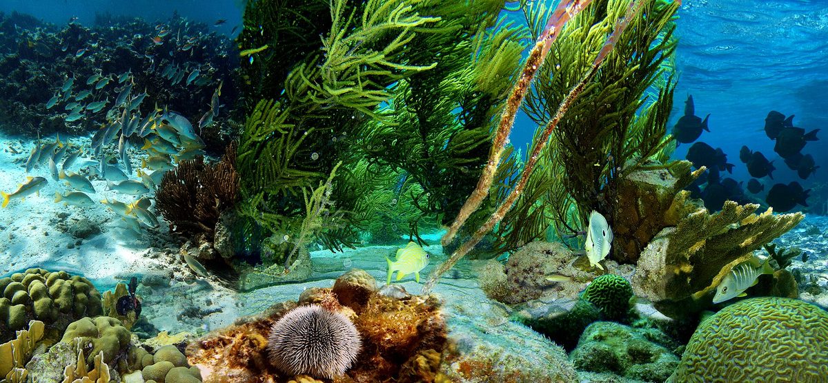 Colorful Caribbean reef with sea fans and tropical fish, like the marine life snorkelers see in Aruba