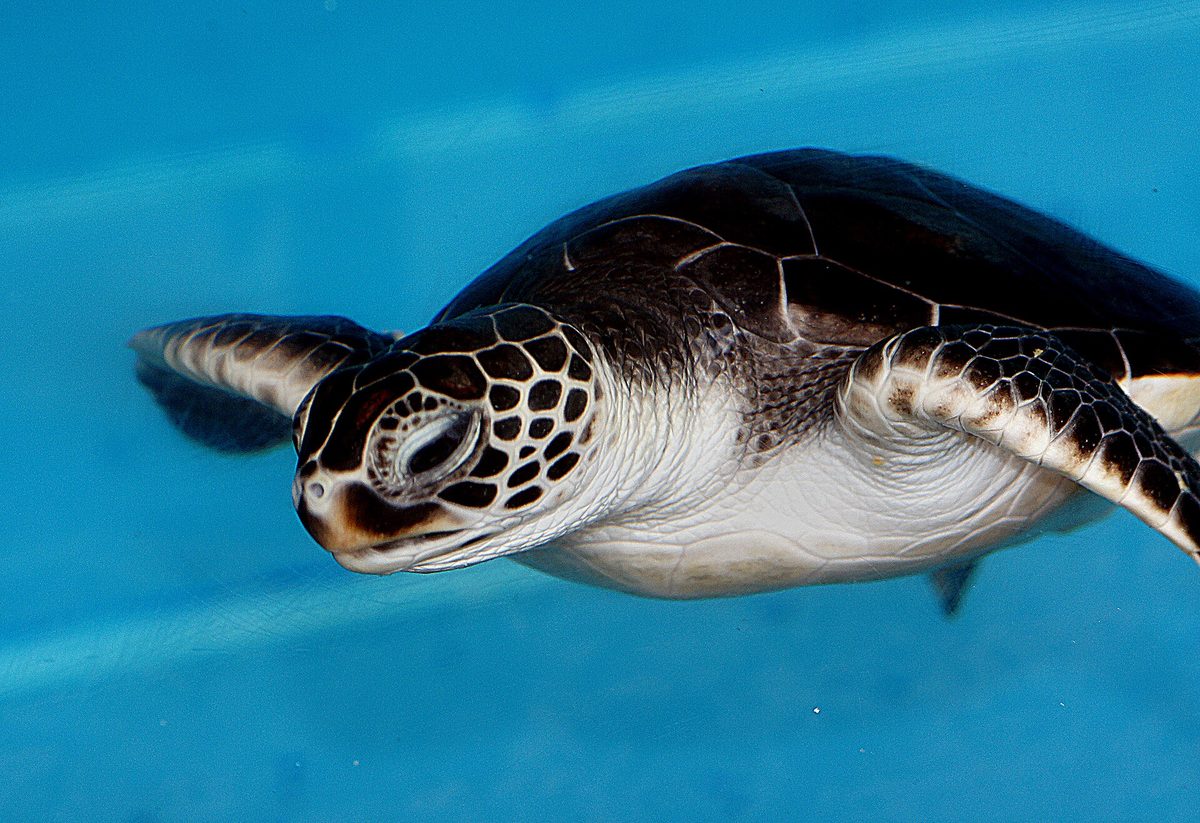 Green sea turtle gliding through clear blue water, a common sight on Aruba reef dives