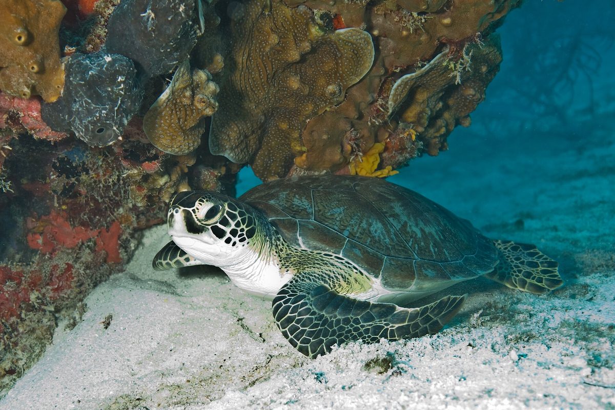 A green sea turtle resting on the reef in clear Caribbean water
