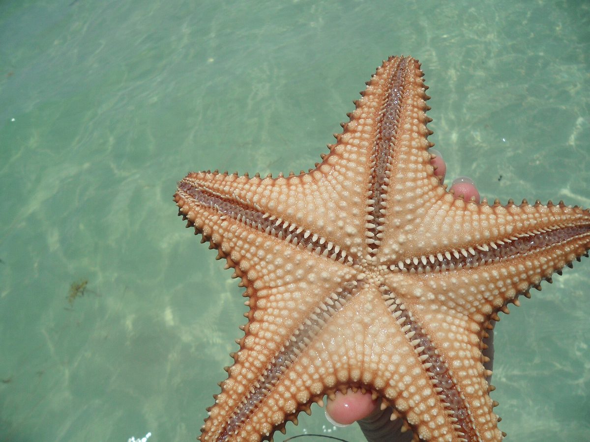 A Caribbean cushion sea star in clear shallows, like those snorkelers spot at Tres Trapi in Aruba