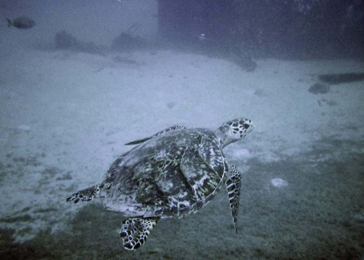 A sea turtle at the Antilla shipwreck, a favorite snorkeling and diving site in Aruba