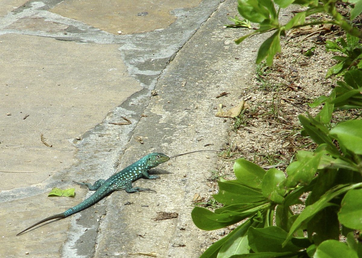 Bright blue male Aruban whiptail lizard, endemic to Aruba