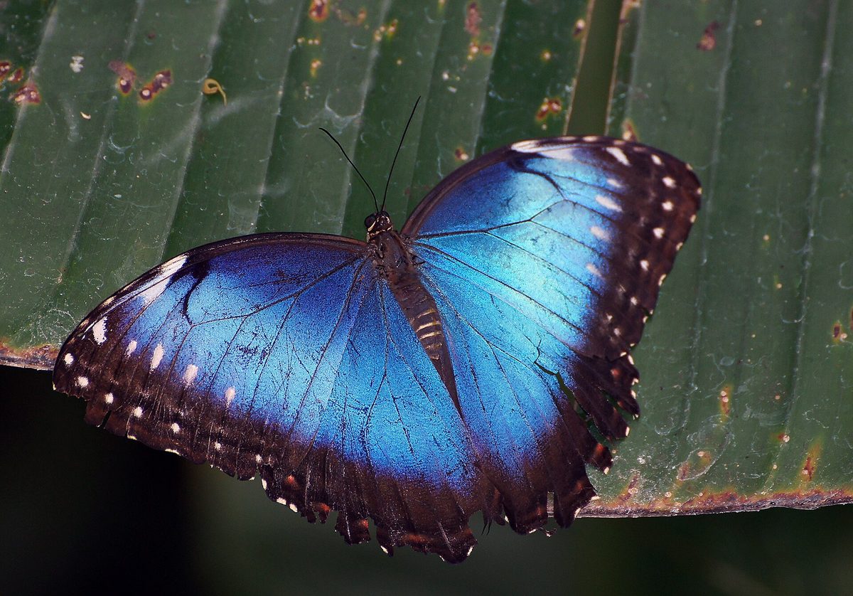 A blue morpho butterfly with iridescent wings open, a star species you can see flying free at the aruba butterfly farm