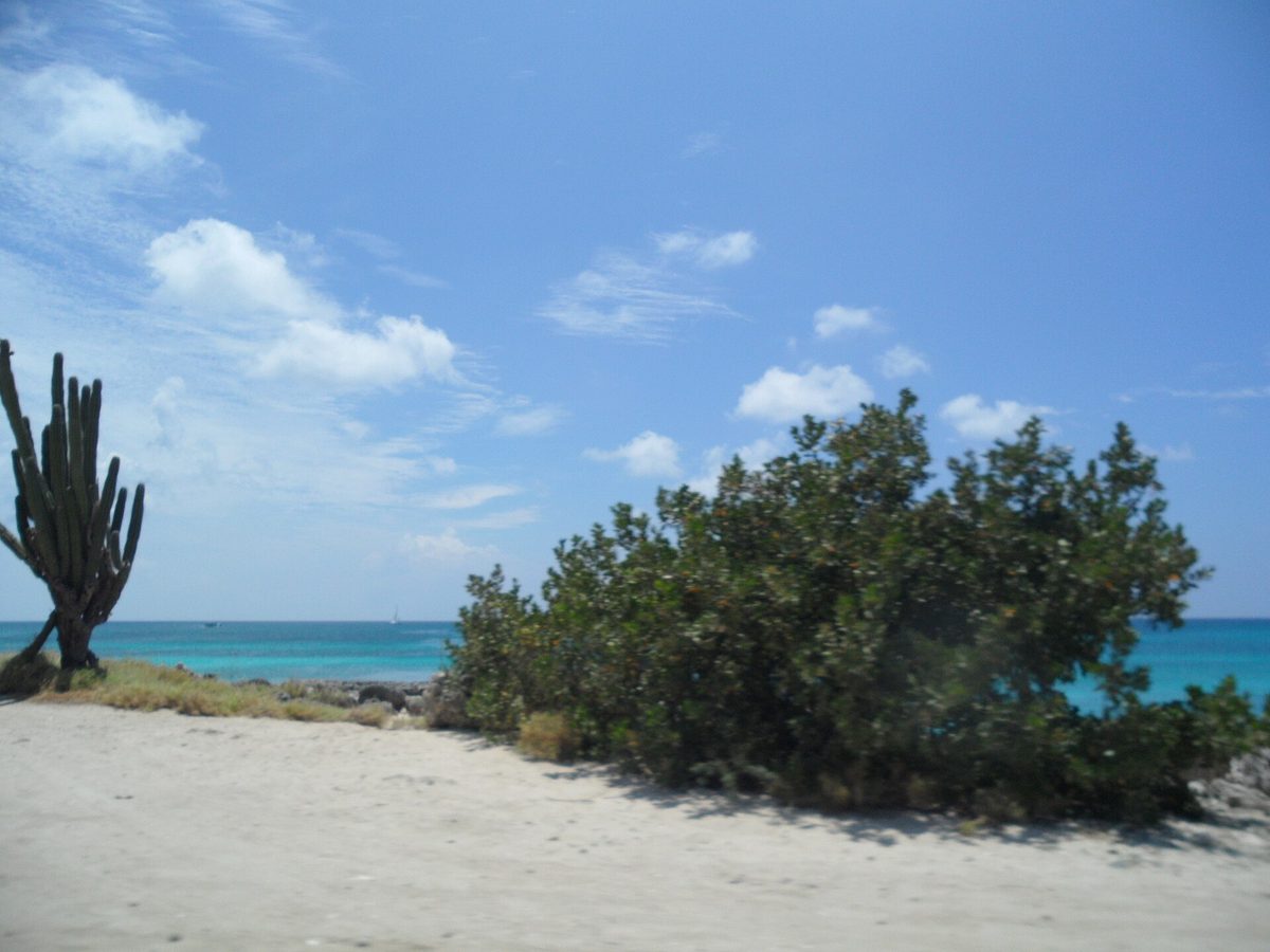 Turquoise water, white sand and a cactus along the Malmok and Boca Catalina coast in Aruba