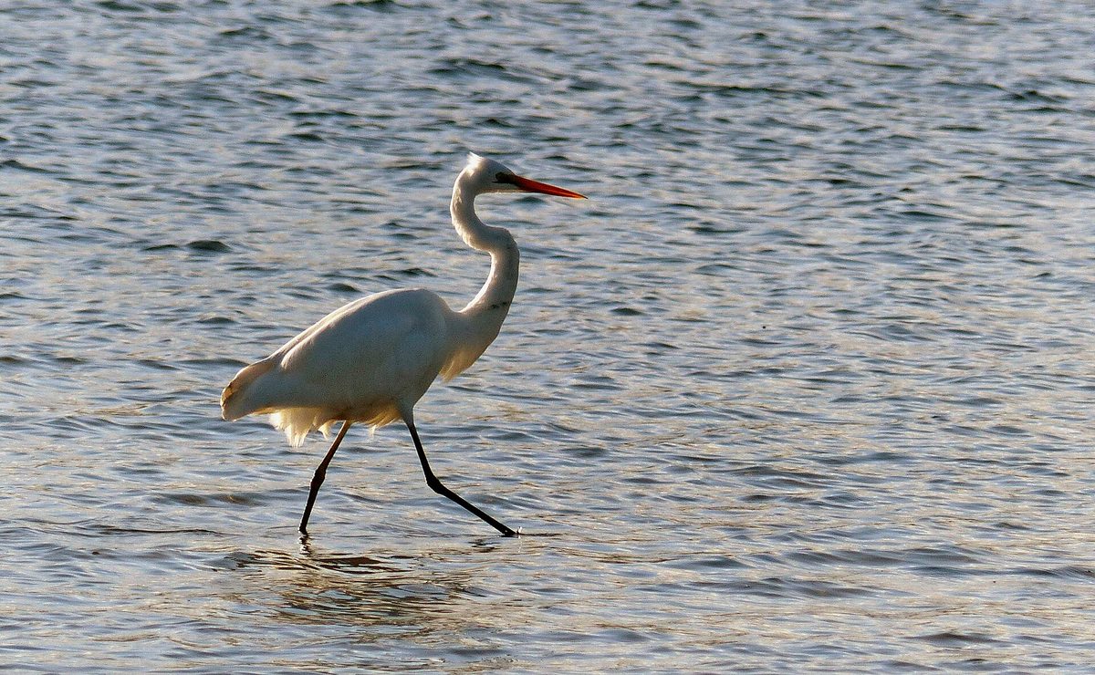 A great egret hunting in shallow wetland water, one of the wading birds you can spot at the Bubali Bird Sanctuary