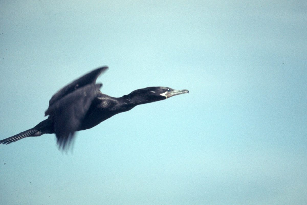 A neotropic cormorant in flight, the species that roosts in large numbers at the Bubali bird sanctuary wetlands