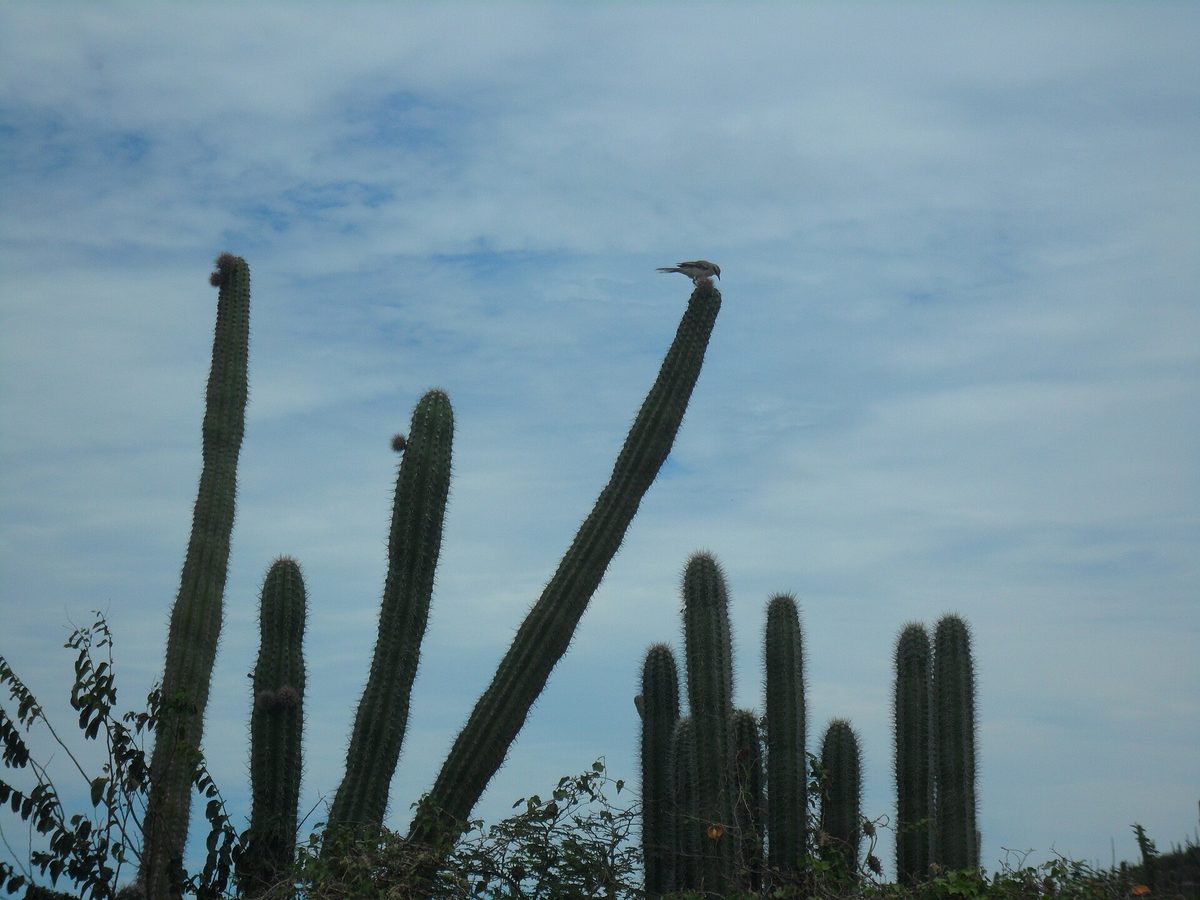 Tall cacti dotting the arid landscape of Aruba near Arikok National Park