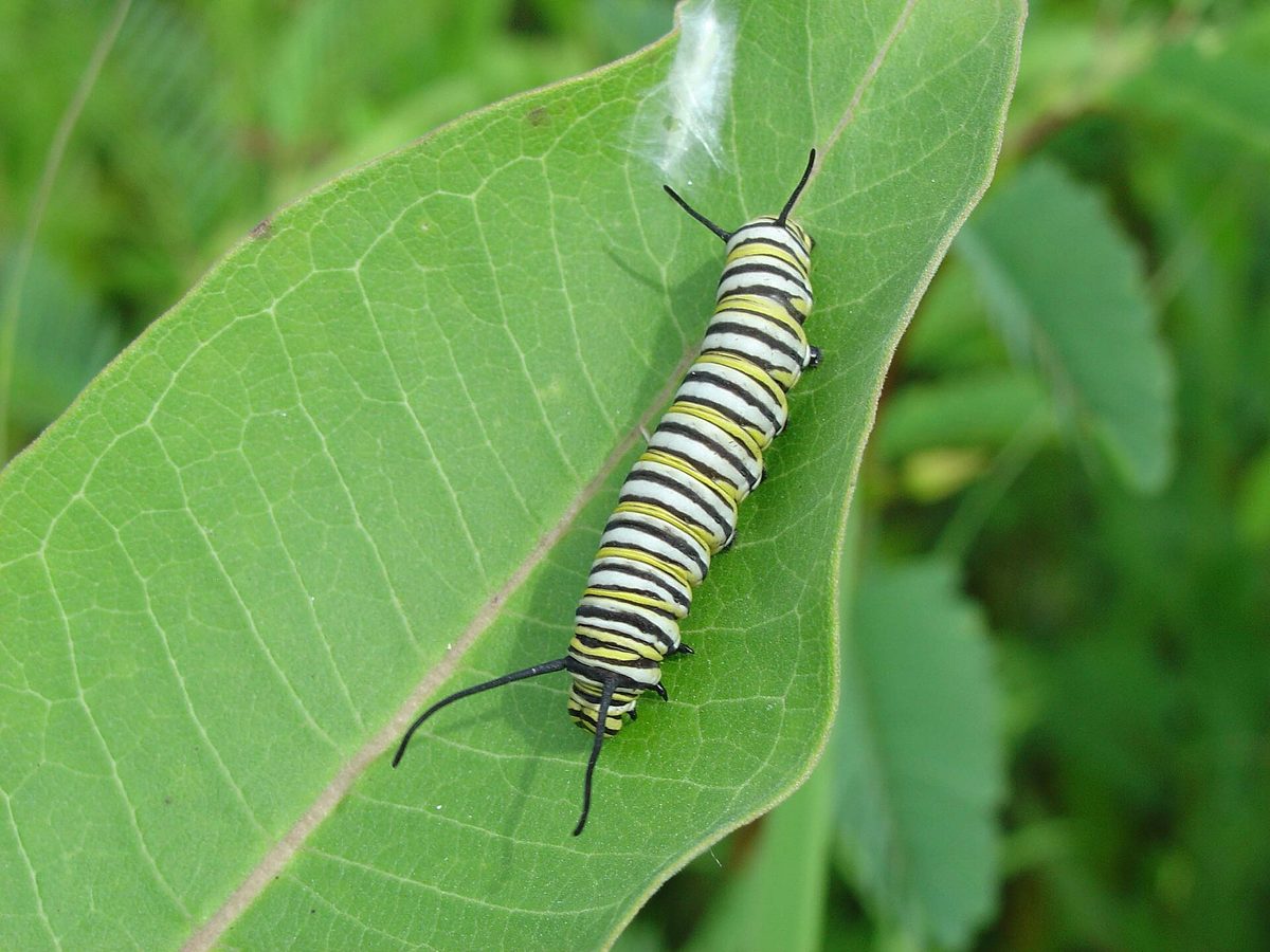 A striped monarch caterpillar on a leaf, one stage of the egg-to-butterfly life cycle explained on the guided tour