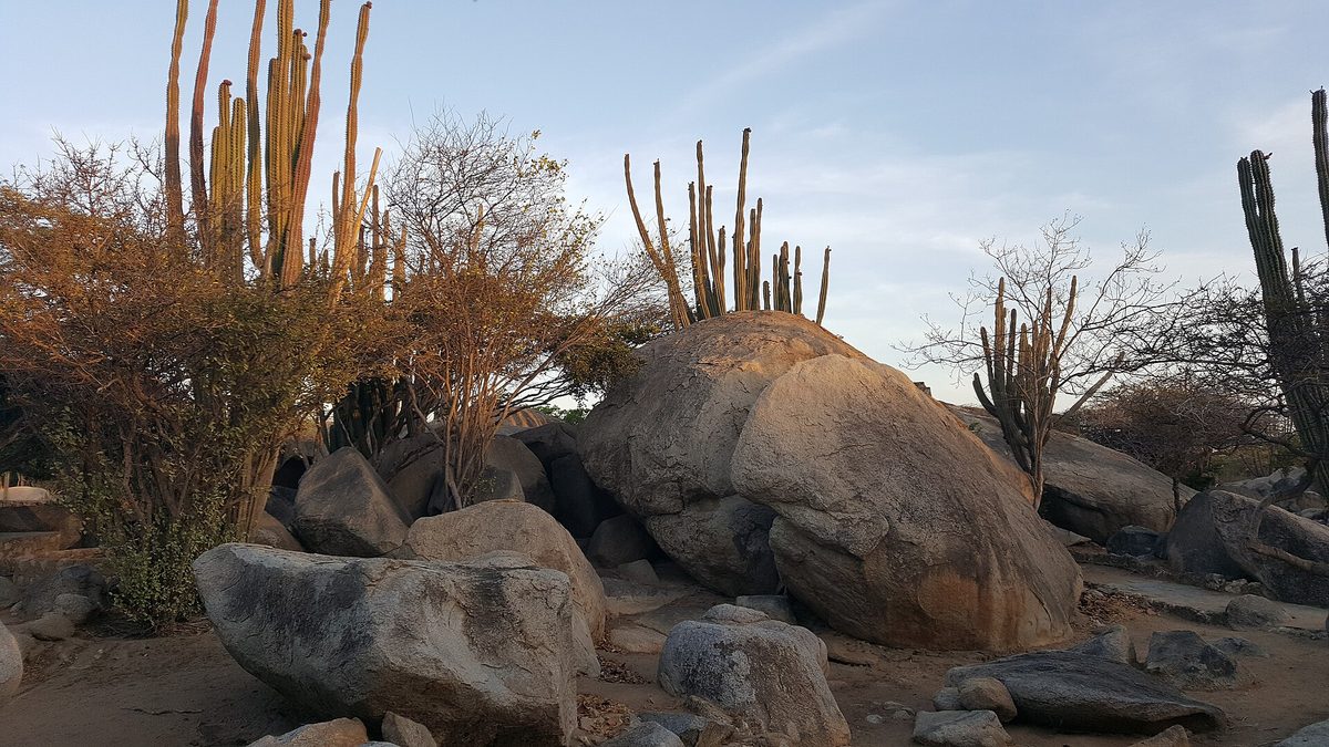 Weathered Casibari boulders among tall cacti at golden hour in central Aruba