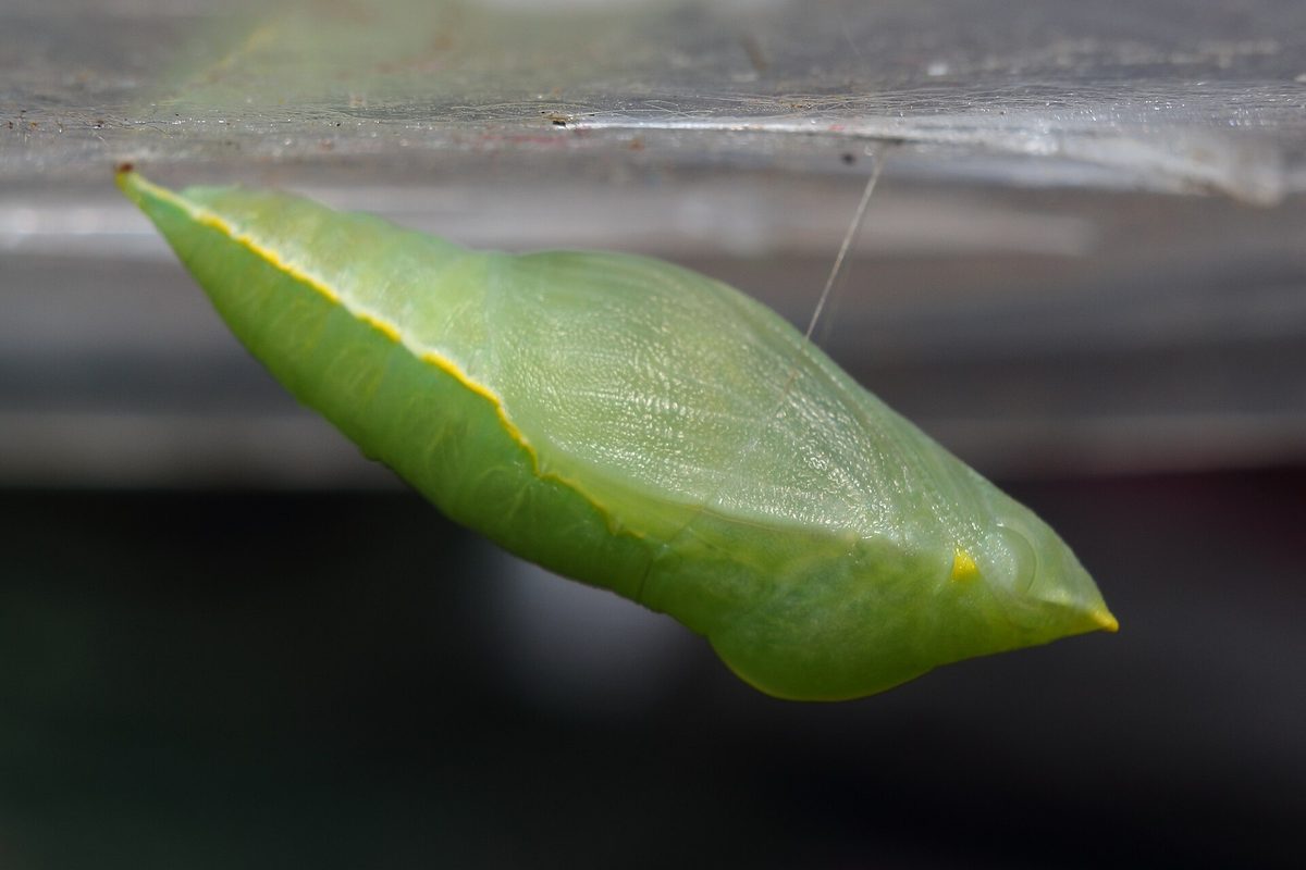 A green butterfly chrysalis hanging from a surface, the pupa stage you watch on the chrysalis wall before new butterflies emerge