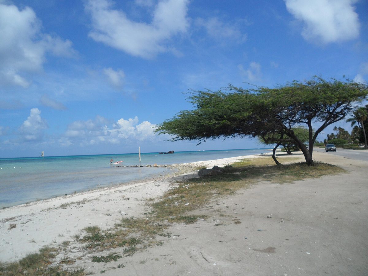 Iconic windswept divi-divi (watapana) tree bent by the trade winds on Aruba's coast