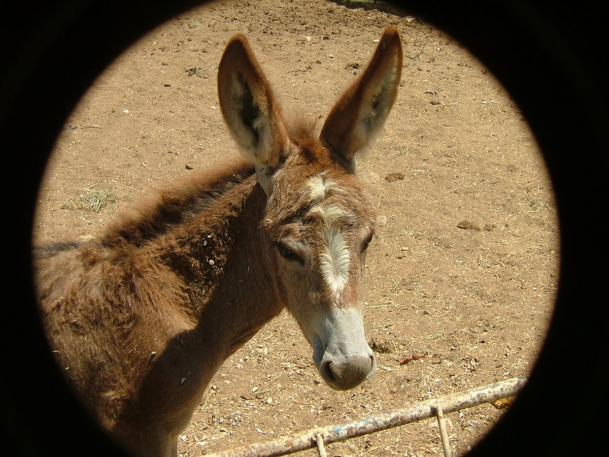 A young donkey with a fuzzy coat and big ears, the kind of gentle animal the sanctuary's volunteers care for