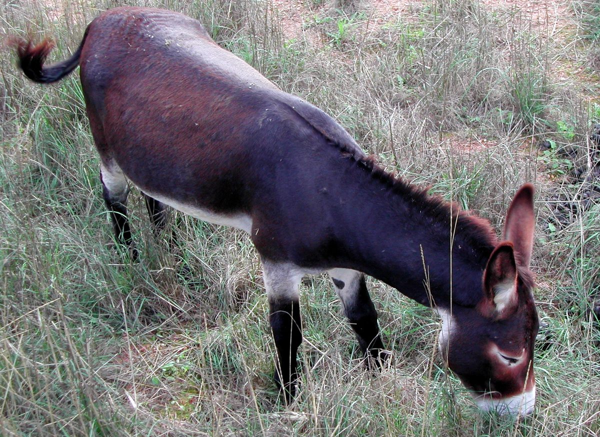 A donkey grazing quietly, similar to the rescued herd that wanders the sanctuary's paddocks hoping for apples and carrots