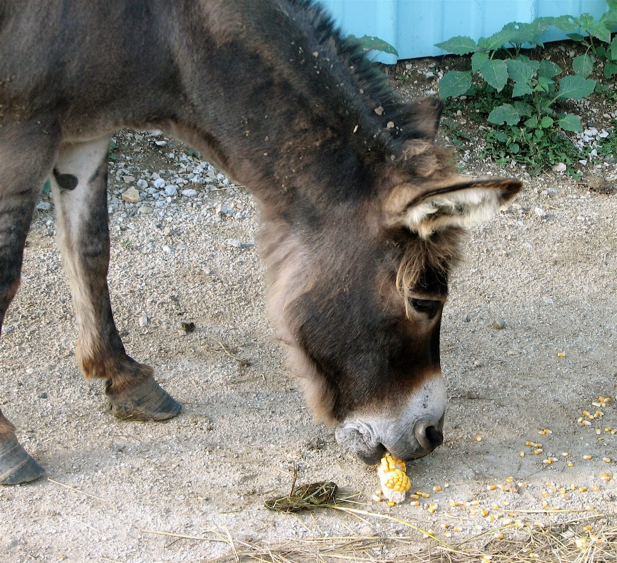 A donkey munching a corn cob, much like the friendly rescued donkeys you can hand-feed at the donkey sanctuary aruba
