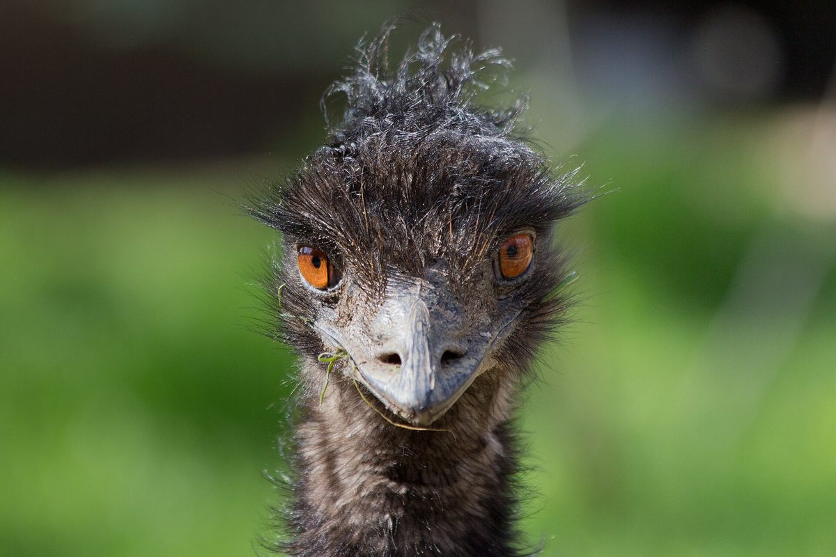 An emu, the flightless Australian relative of the ostrich kept alongside them at the farm