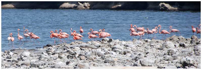 Caribbean flamingos wading in shallow water like those at Aruba's Flamingo Beach