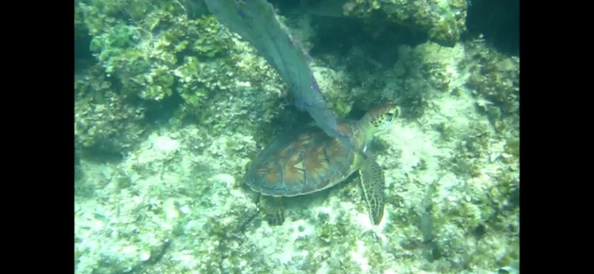 A green sea turtle on the reef, frequently spotted snorkeling at Boca Catalina in Aruba