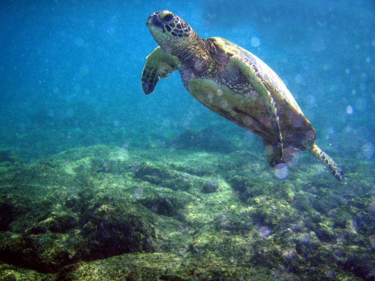 A green sea turtle swimming over a shallow reef, a common sight while snorkeling in Aruba