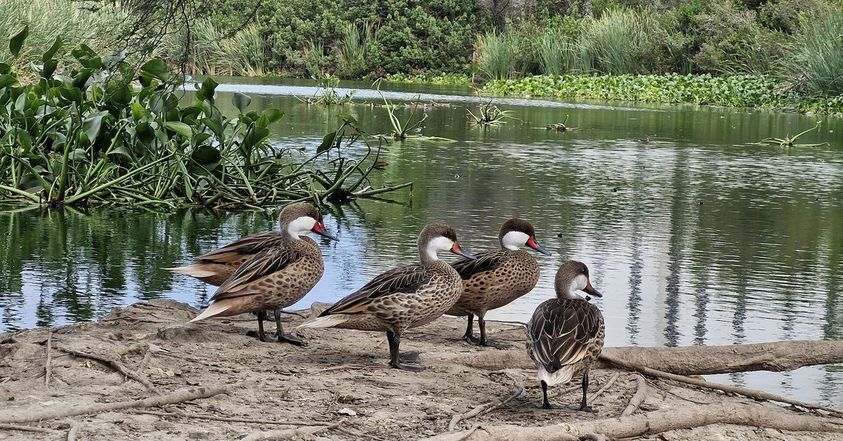 Bubali Bird Sanctuary wetlands in Noord, Aruba