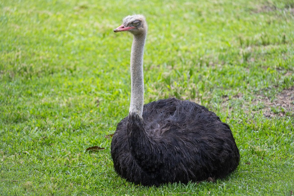 A male ostrich, the world's largest living bird, resting on grass like those you meet on the aruba ostrich farm tour