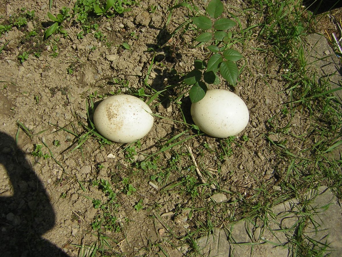 Two large ostrich eggs, the biggest eggs of any living bird, like the ones shown on the farm tour
