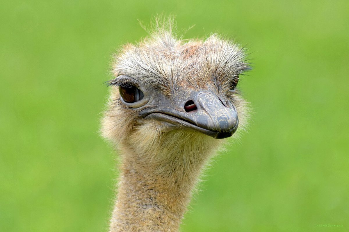 Close-up portrait of an ostrich head and long neck, similar to the birds you hand-feed at the farm