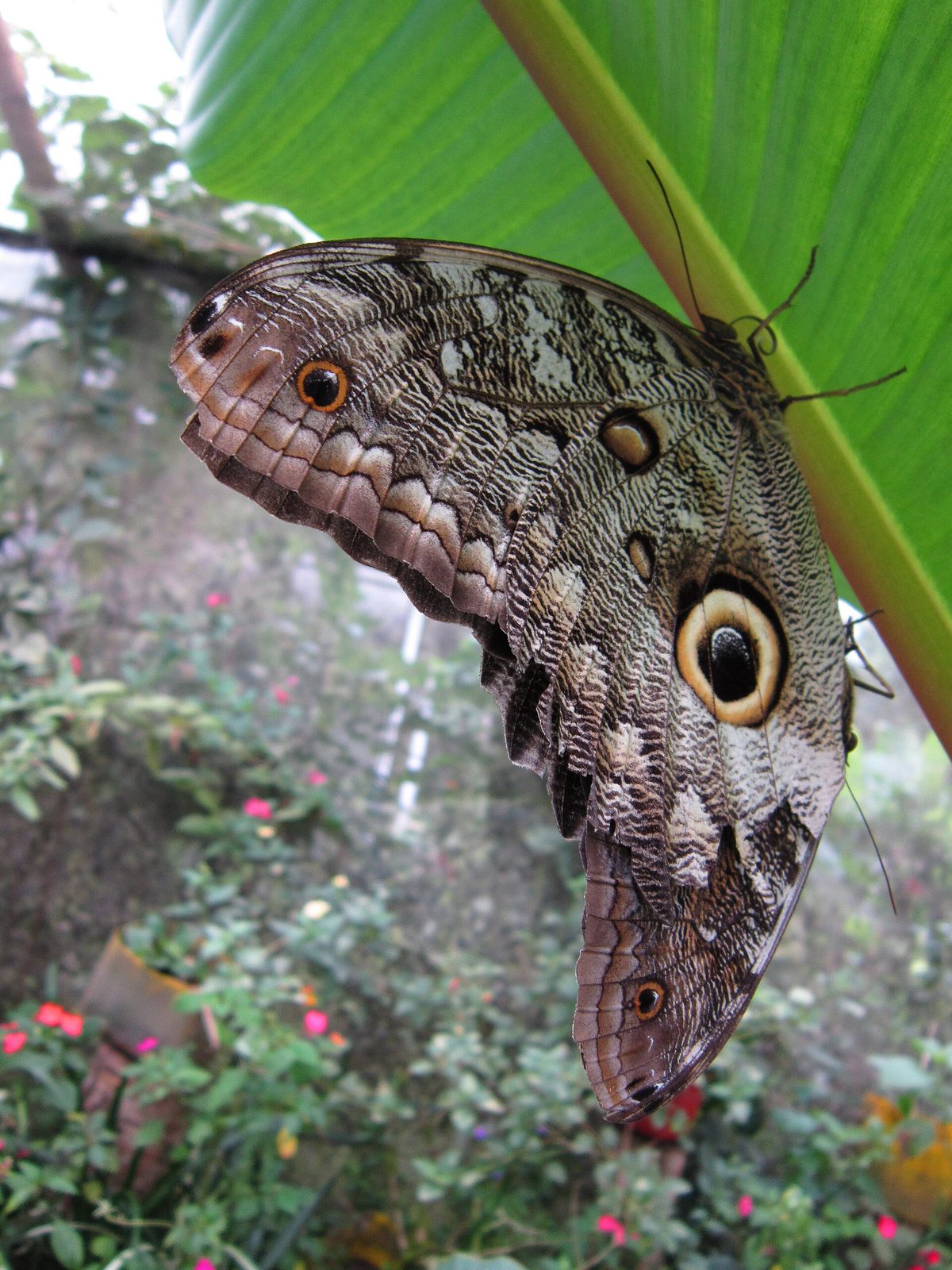 An owl butterfly showing the large eyespot on its underwing while resting in a flower garden, one of many exotic species in the enclosure