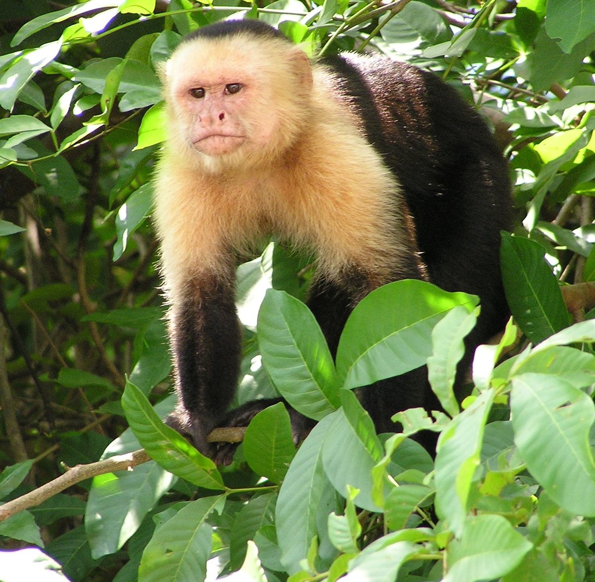 A capuchin monkey, one of the primate species cared for at Philip's Animal Garden (representative photo)